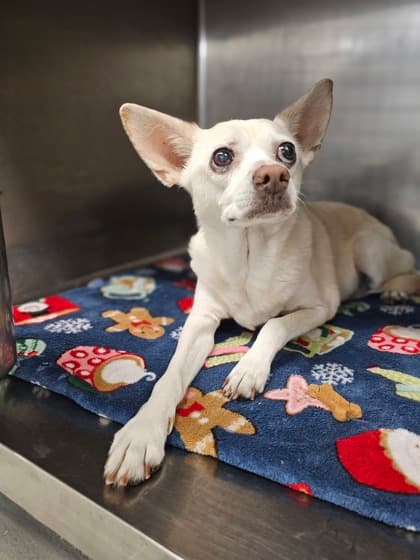 Bailey, a Chihuahua, available for adoption
