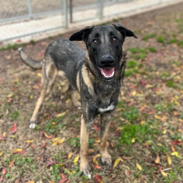 Handsome, a Belgian Shepherd Malinois, available for adoption