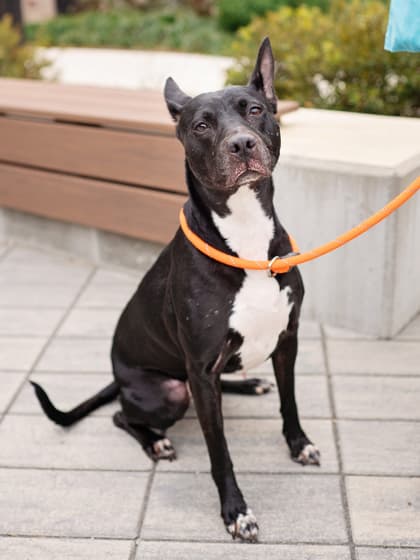 Diamond6, a Labrador Retriever, available for adoption