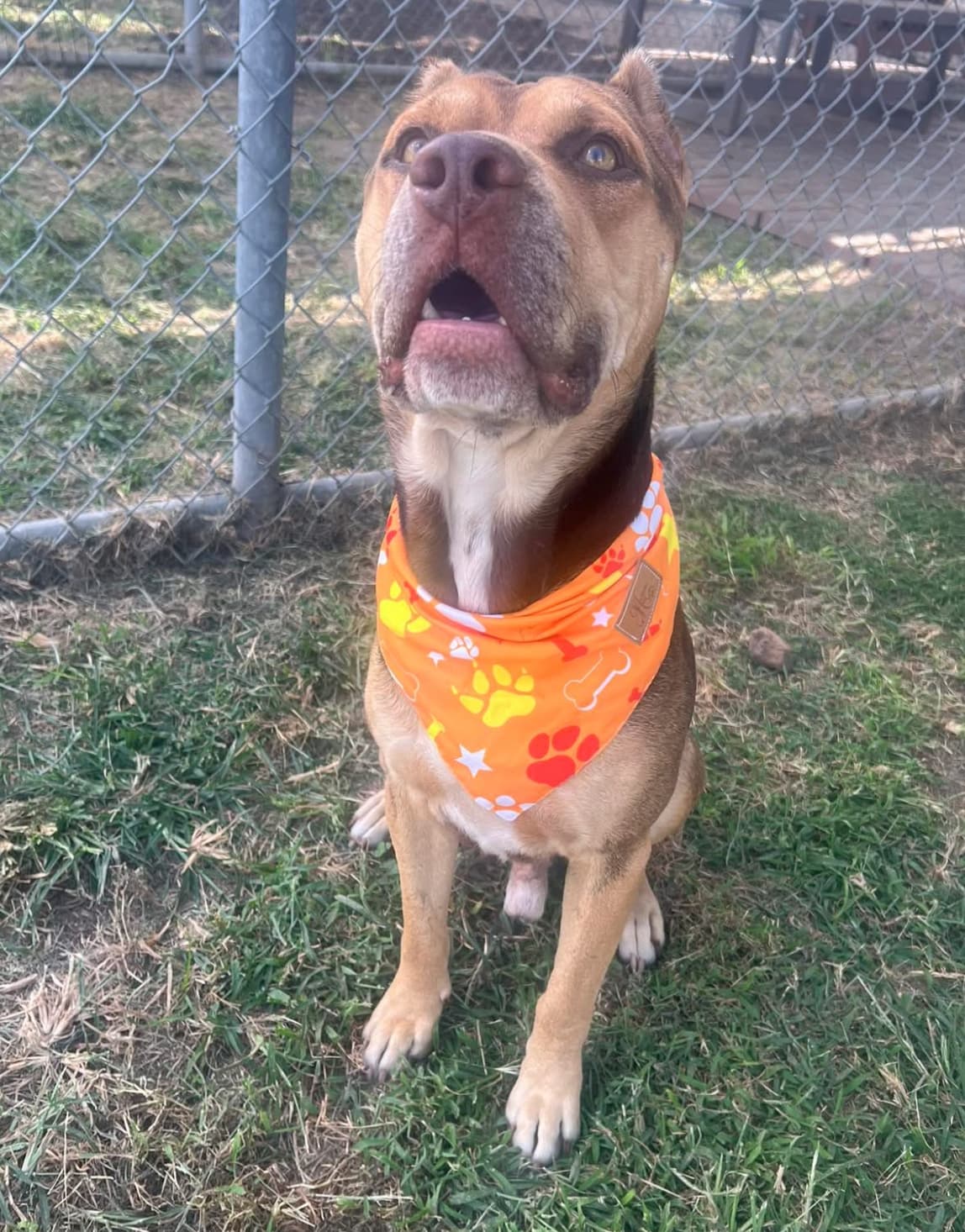Ted, a American Staffordshire Terrier, available for adoption