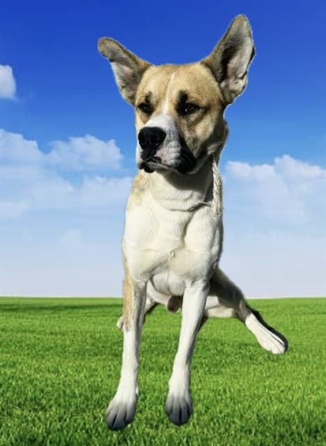 Reggie, a Akita, available for adoption