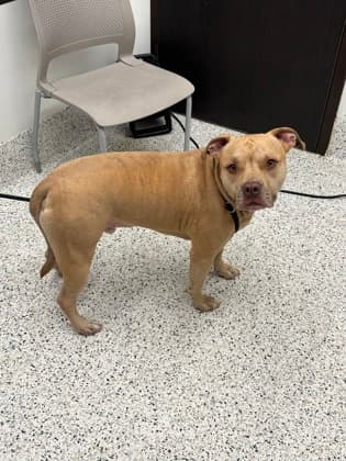 Samsung, a Terrier, available for adoption