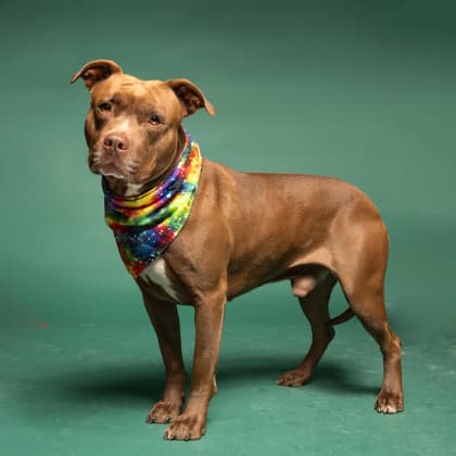 Kang, a Pit Bull Terrier, available for adoption