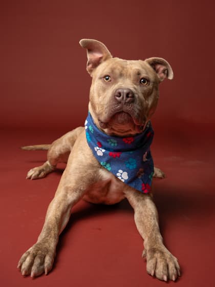 Negan, a Pit Bull Terrier, available for adoption