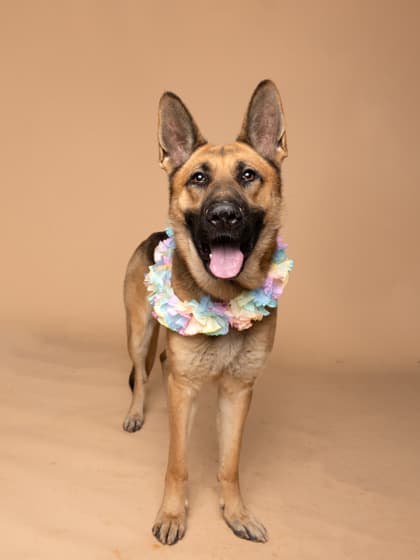 Greta4, a Terrier, available for adoption