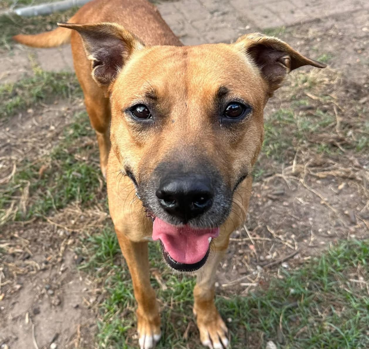 Pennie, a German Shepherd, available for adoption