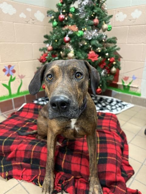 Gravy, a Mountain Cur, available for adoption