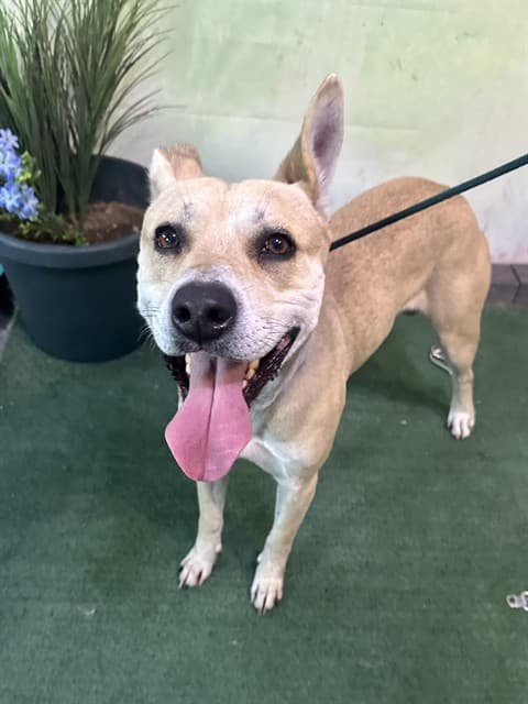 Kendoll, a Pit Bull Terrier, available for adoption