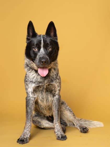 Stormi, a Terrier, available for adoption