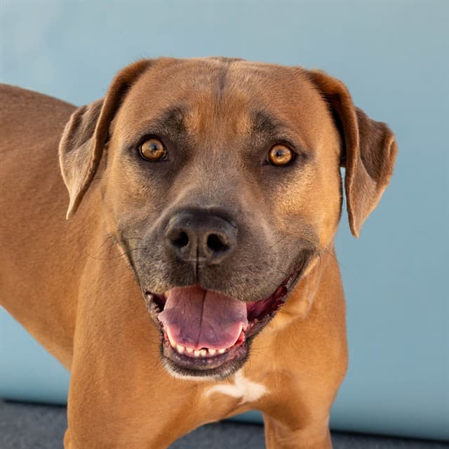 Dave, a Pit Bull Terrier, available for adoption