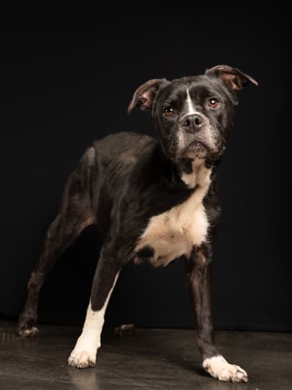 Tuesday, a Terrier, available for adoption