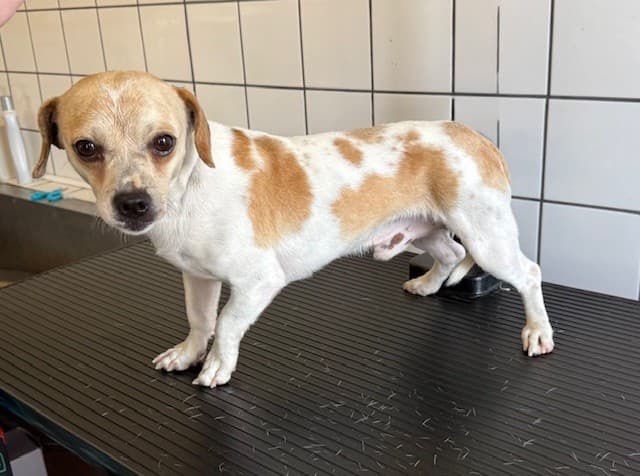 Max, a Chihuahua, available for adoption