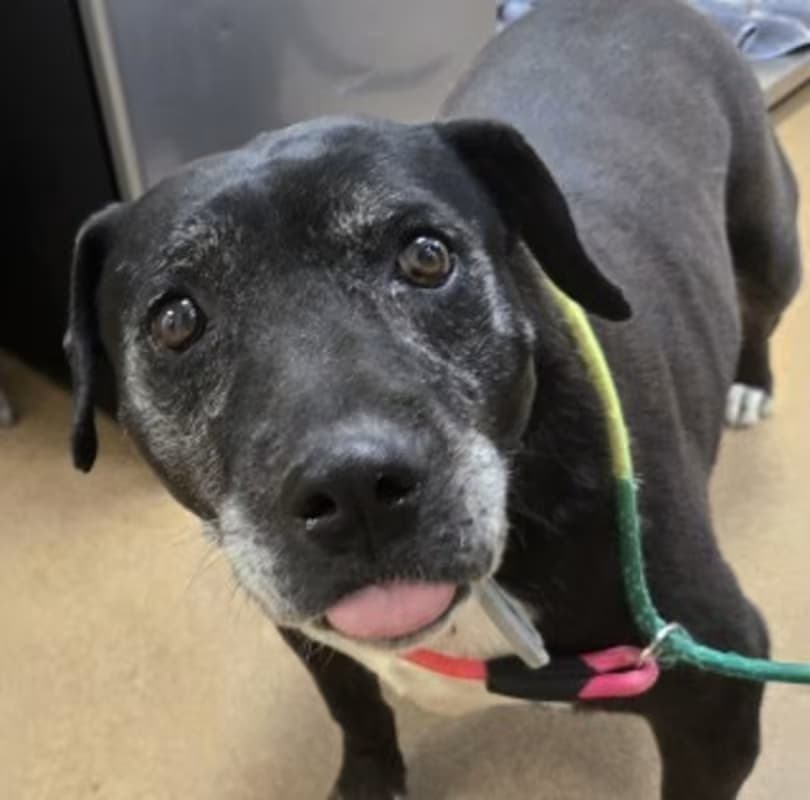 Triscuit, a Pit Bull Terrier (mix breed), available for adoption