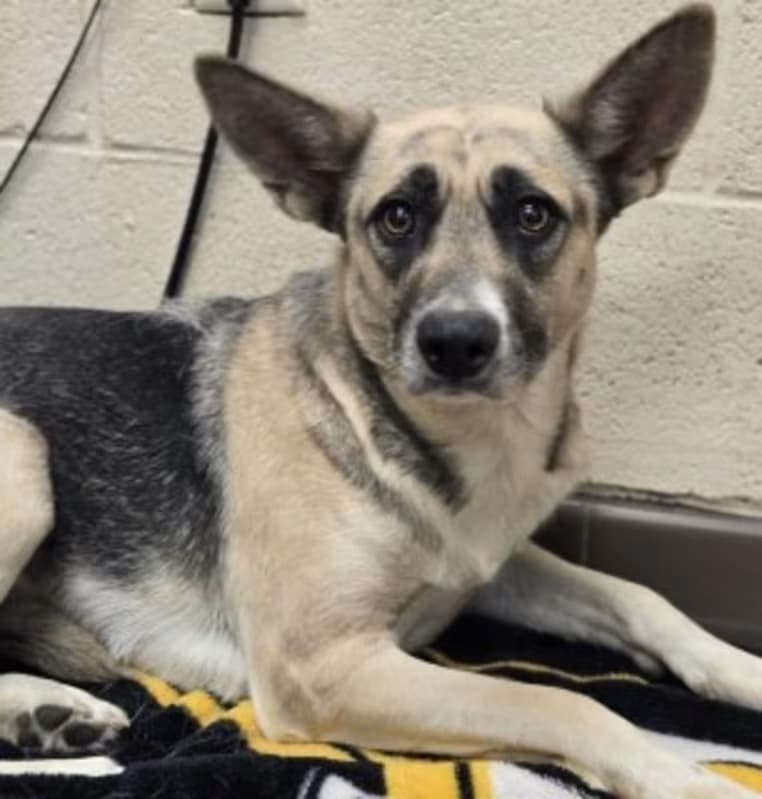 Jessica Jones, a Shepherd (mix breed), available for adoption