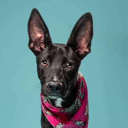 Parker, a Terrier, available for adoption