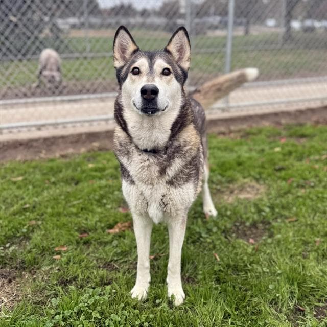 Milan, a Siberian Husky, available for adoption