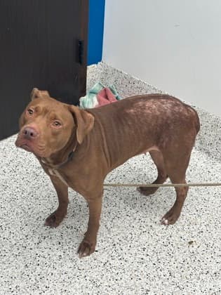 Fortune, a Pit Bull Terrier, available for adoption