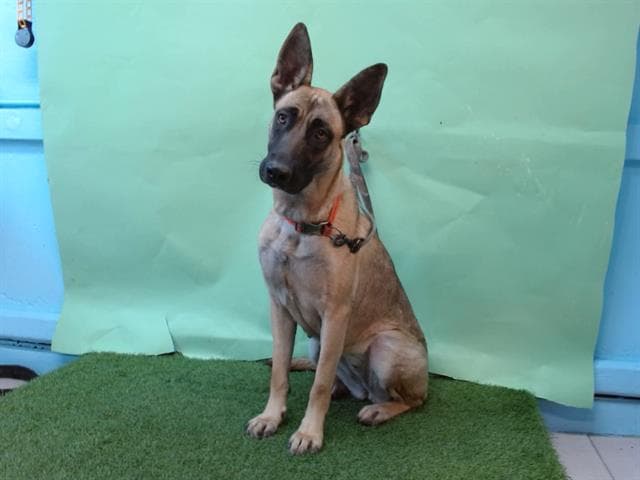 Lucky, a Belgian Shepherd Malinois, available for adoption
