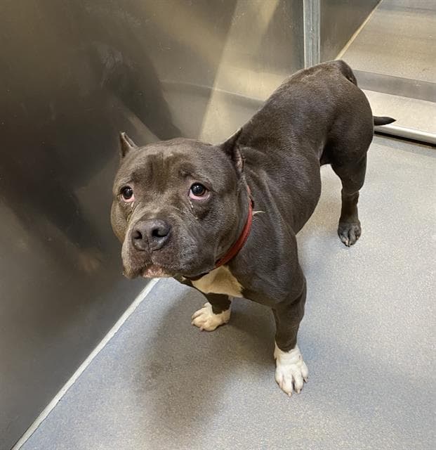 Nala, a Pit Bull Terrier, available for adoption
