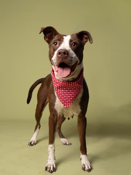 Janis, a Terrier, available for adoption