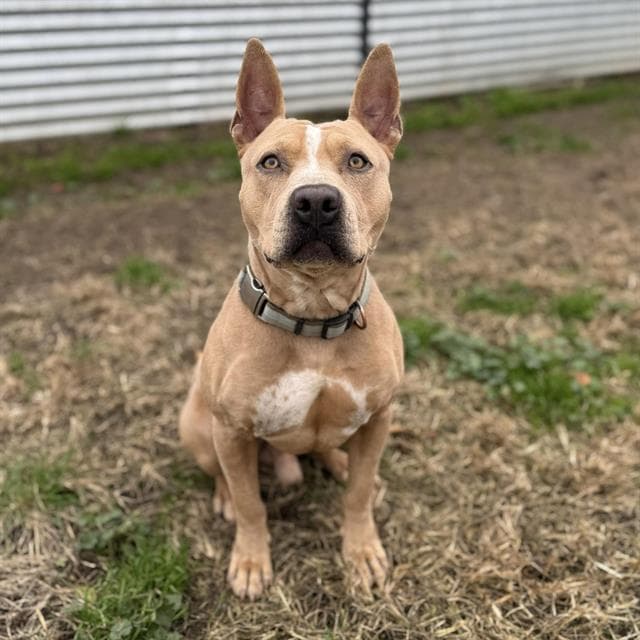 Briar, a Pit Bull Terrier, available for adoption