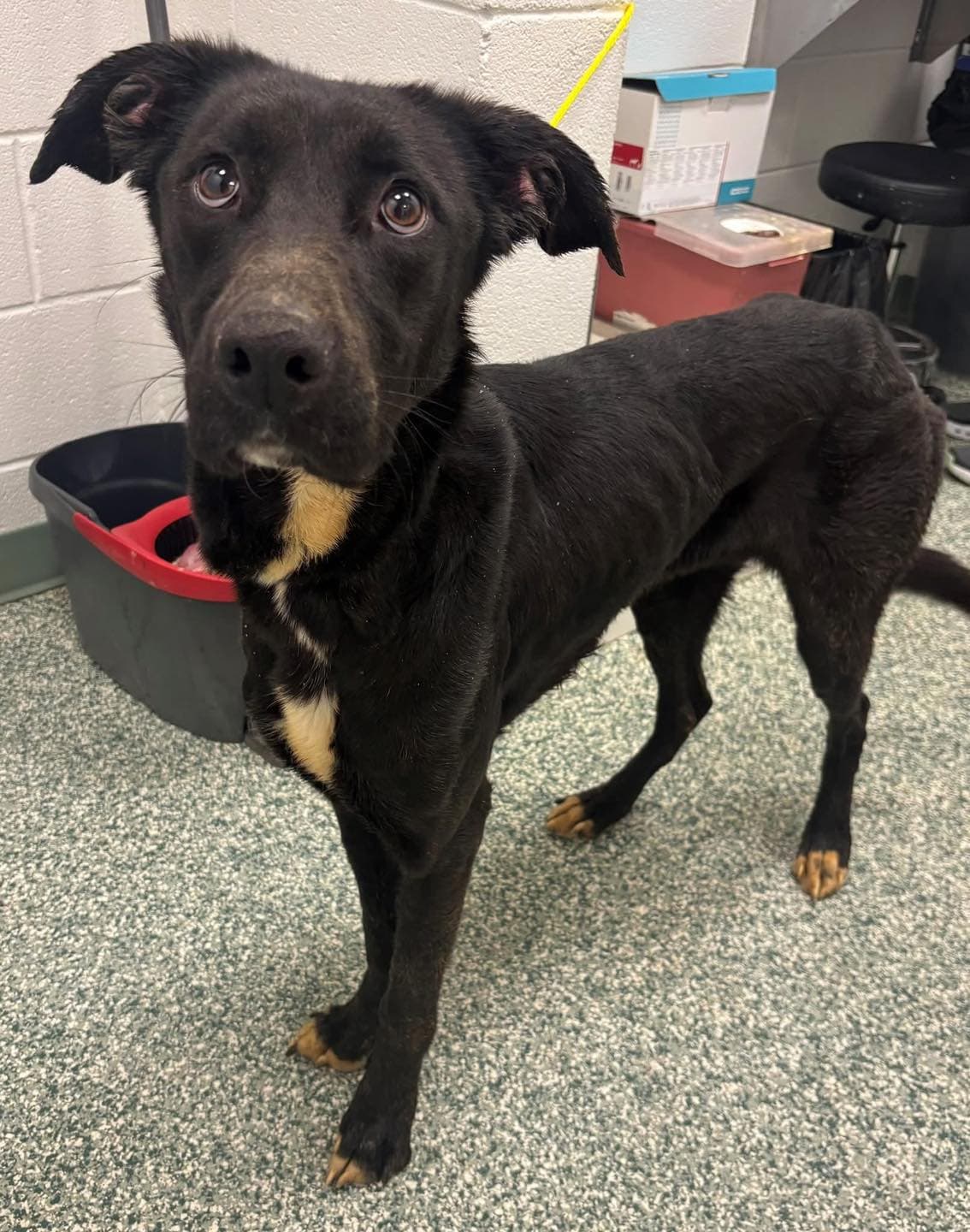 Berry, a Flat-coated Retriever (mix breed), available for adoption