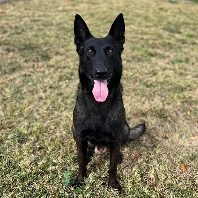 Atlas, a Belgian Shepherd Malinois, available for adoption