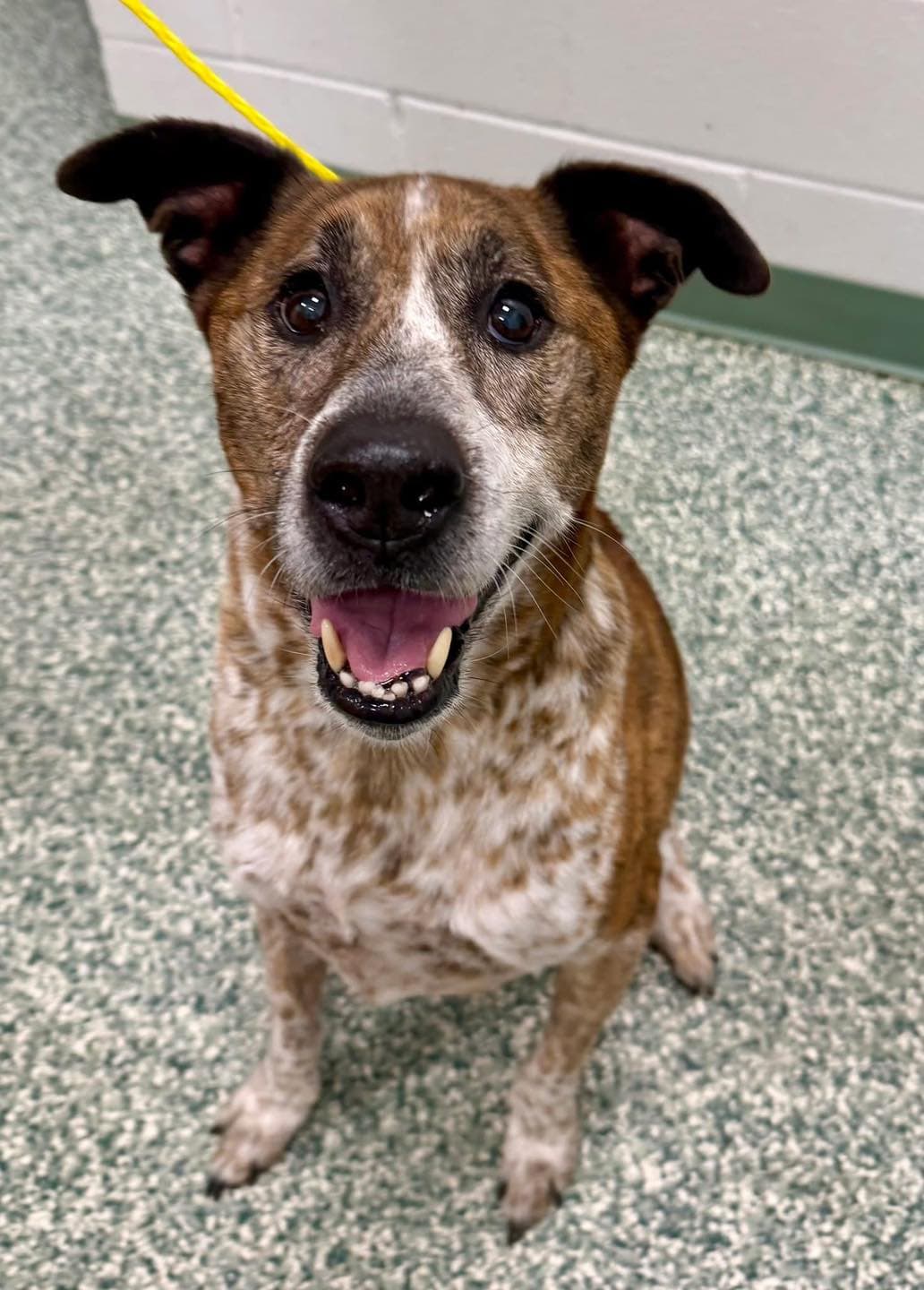 Samira, a Hound (mix breed), available for adoption