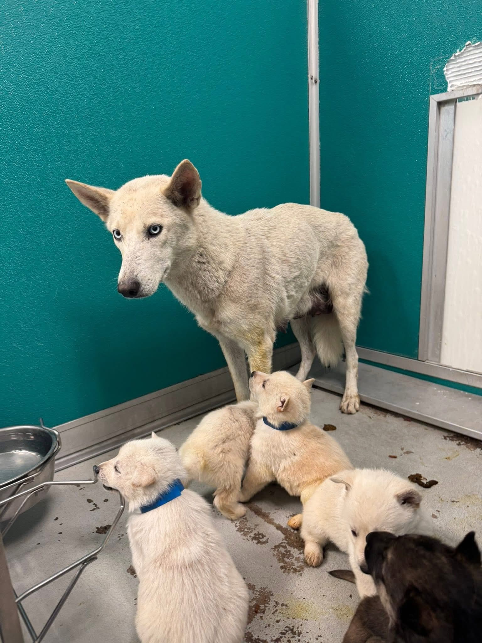 A466062, a Siberian Husky, available for adoption