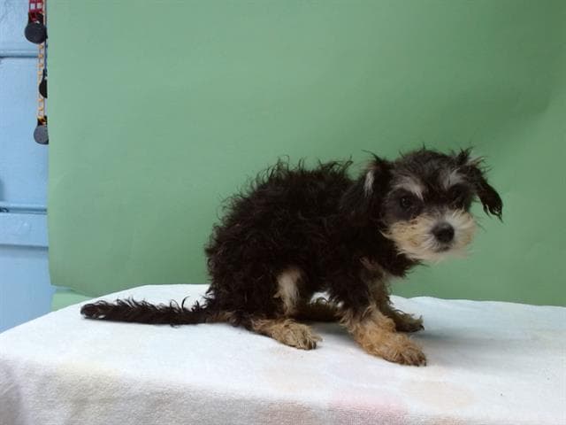 A5738473, a Yorkshire Terrier Yorkie, available for adoption