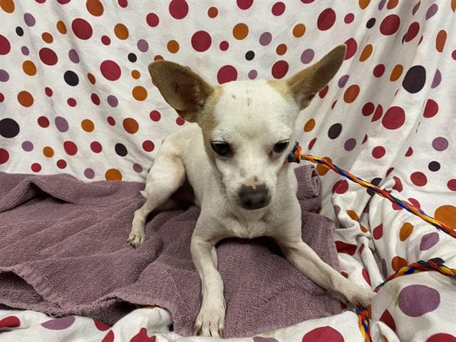 Casper, a Chihuahua, available for adoption