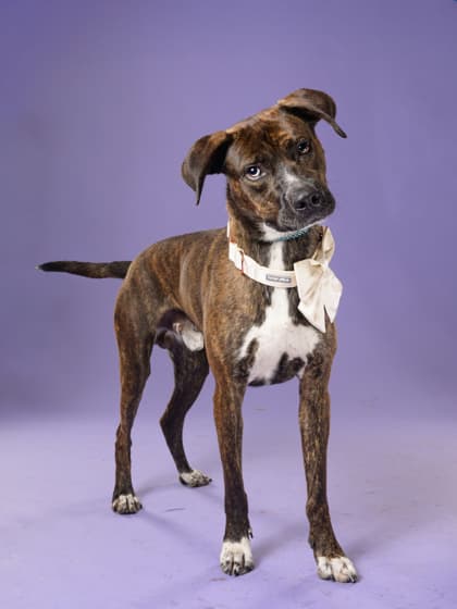 Dukie, a Fox Terrier, available for adoption