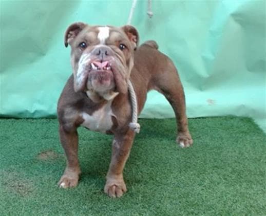 Bella, a English Bulldog, available for adoption