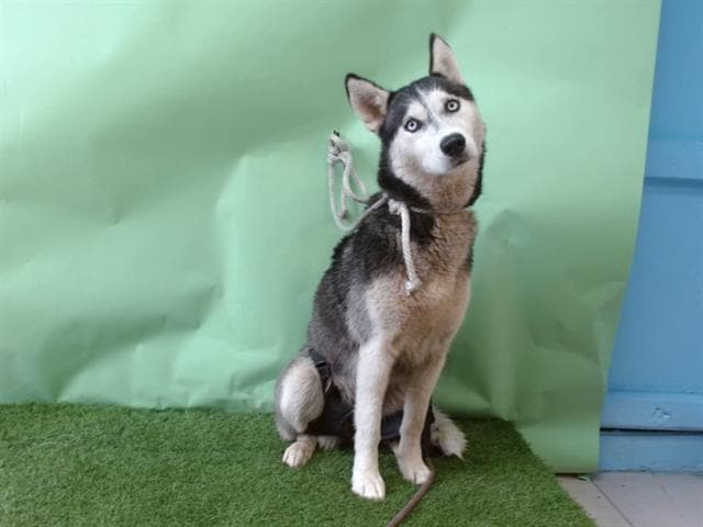 Dillon, a Siberian Husky, available for adoption