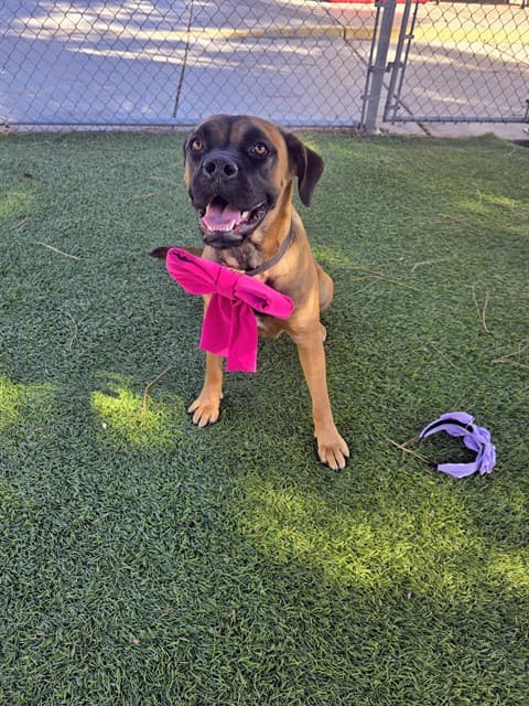 Storm, a Mastiff, available for adoption