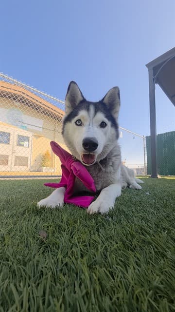 Phoebe, a Siberian Husky, available for adoption