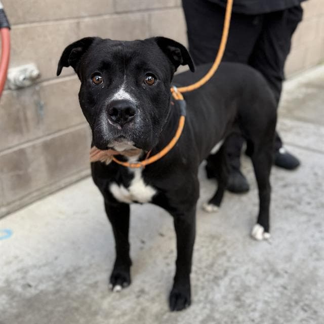 Tuddle, a Pit Bull Terrier, available for adoption