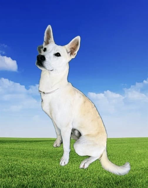 Ronald, a German Shepherd, available for adoption