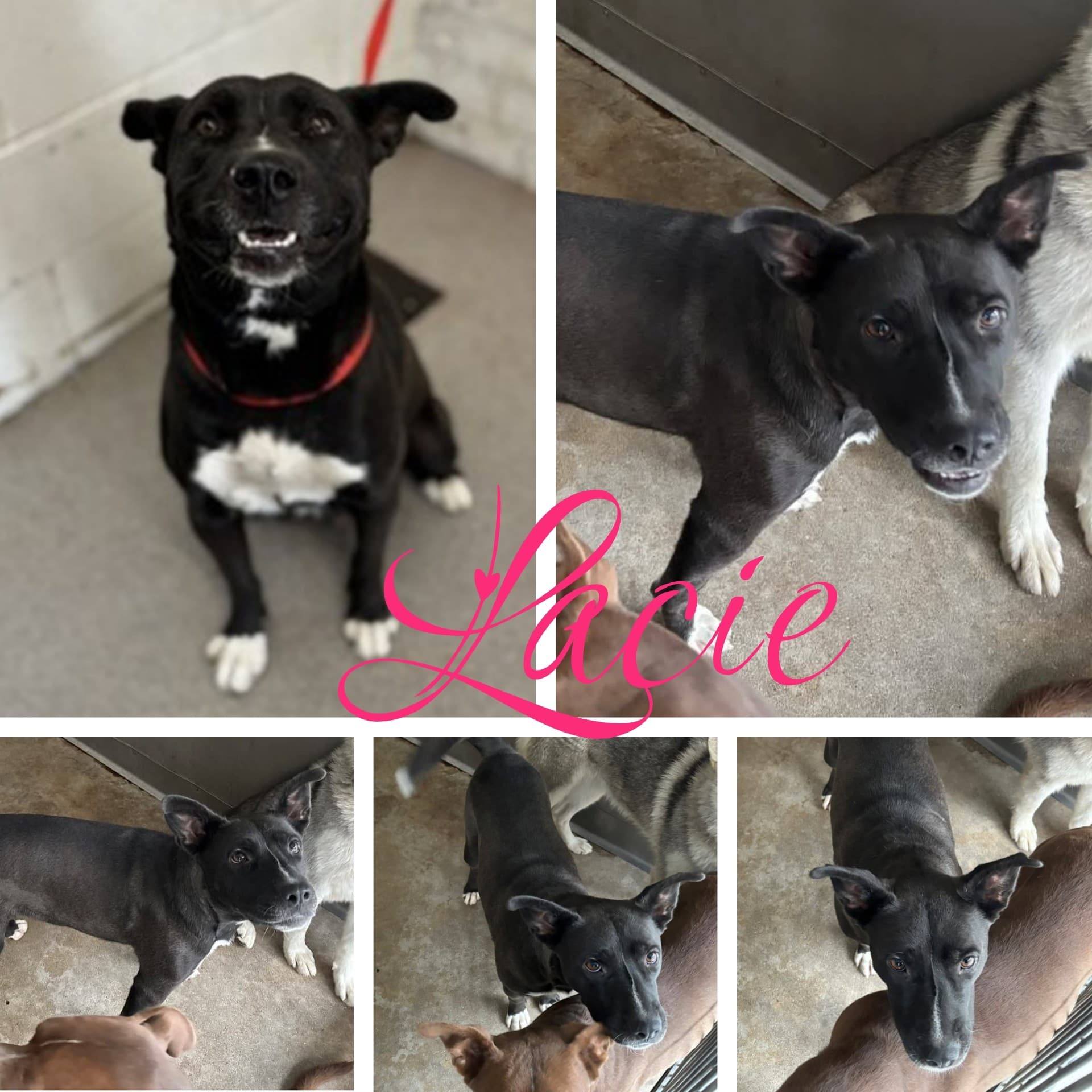 Lacie, a Labrador Retriever (mix breed), available for adoption