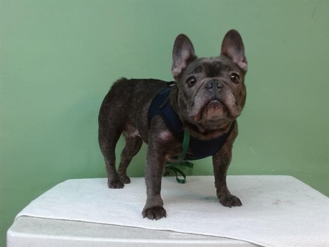 A5737438, a French Bulldog, available for adoption