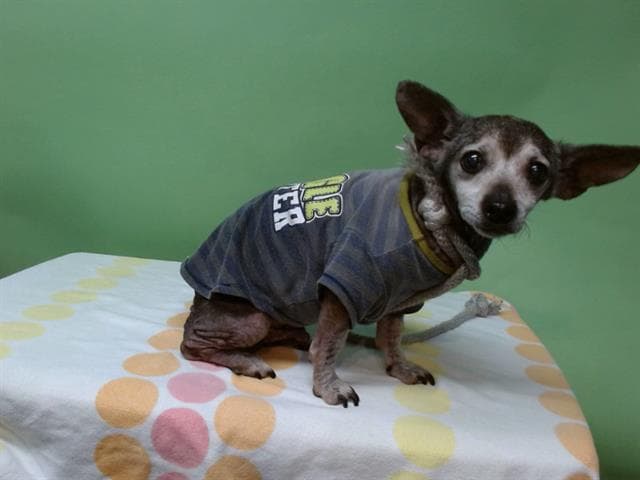 Poppy, a Chihuahua, available for adoption