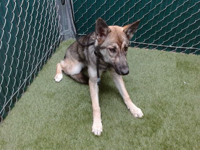 Naveah, a German Shepherd, available for adoption