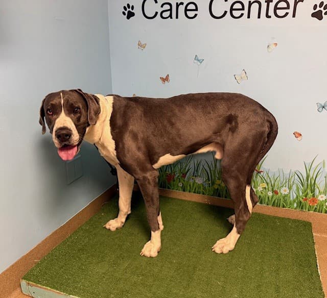 Blue, a Great Dane, available for adoption