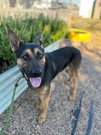 Lobo, a German Shepherd, available for adoption