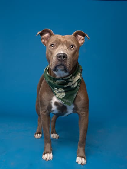 Bonita, a American Bulldog, available for adoption