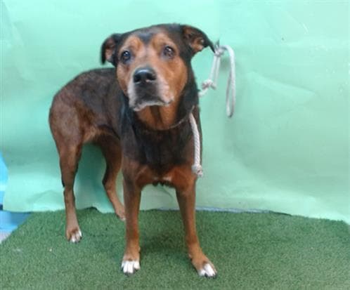 Martha, a German Shepherd, available for adoption