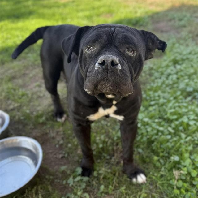 Demi, a English Bulldog, available for adoption