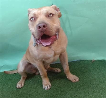 Goldie, a American Bulldog, available for adoption