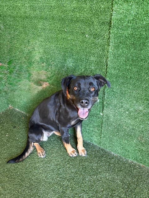 Mercy, a Rottweiler, available for adoption