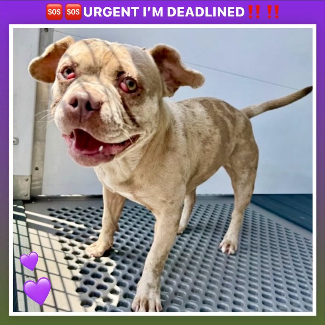 Sheri, a English Bulldog, available for adoption
